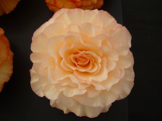 B. ‘Keenan Sunset’